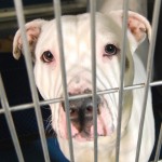 GONE – 04/09/15 – BETTE – A1032066 – MANHATTAN, NY