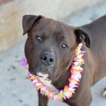 BISCUIT – A1034113