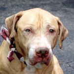 GINGER SNAP – A1036427
