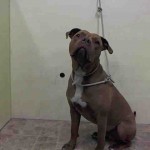 KING – A1036554