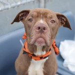 MIKE – A1035437