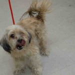 COOKIE – A1041657