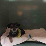 CHESTER – A1052332