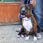 KING – A1054811
