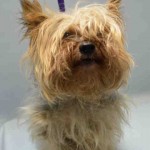 MILES – A1055733