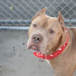BISCUIT – A1055432