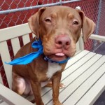BISCUIT – A1055195