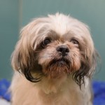 CHEWY – A1061375